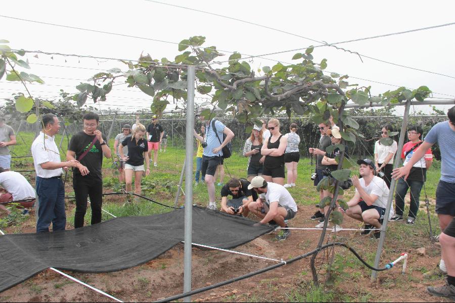 2015年7月16日阿德莱德的员工在公司猕猴桃基地_.jpg